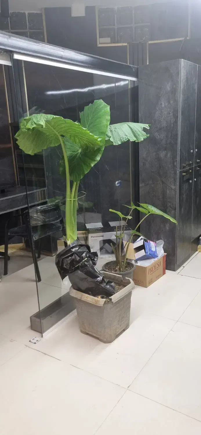 درختچه بابا آدم|گل و گیاه طبیعی|شیراز, قدوسی شرقی|دیوار