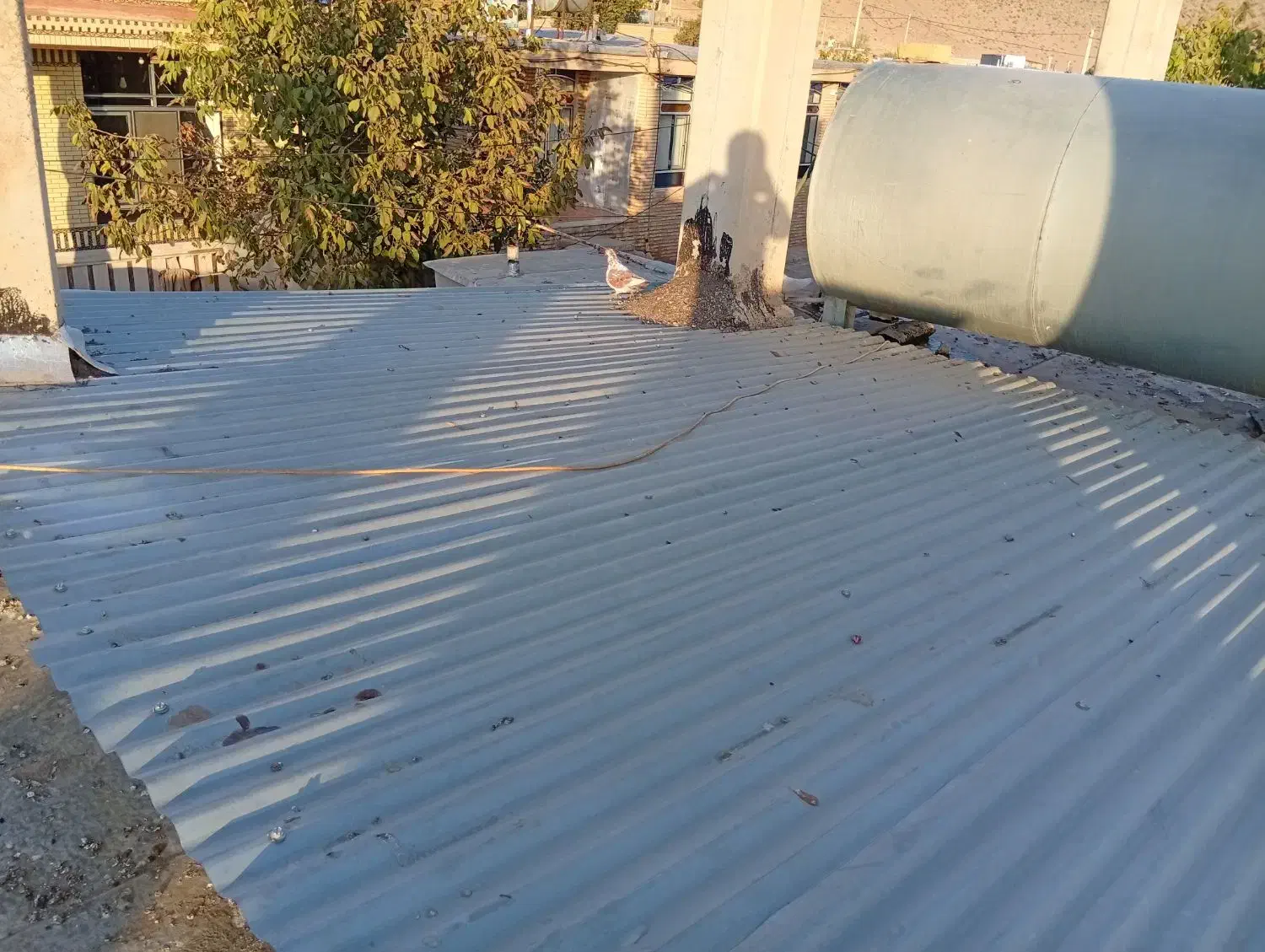 انواع کبوتر ساعتی طوقی معاوضه|پرنده|خانمیرزا, |دیوار