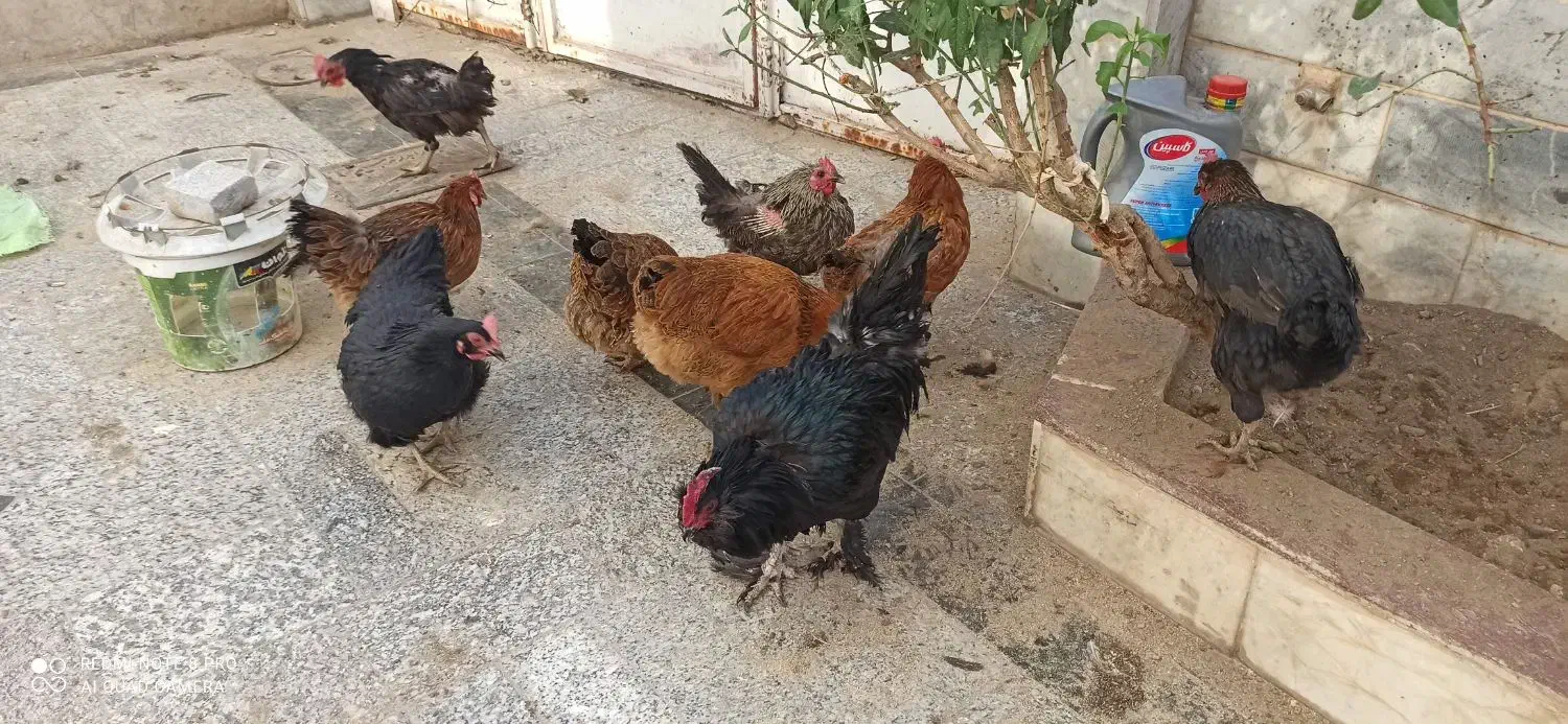 مرغ وخروس محلی همه جوان تازه به تخم آمده|حیوانات مزرعه|بیرجند, |دیوار