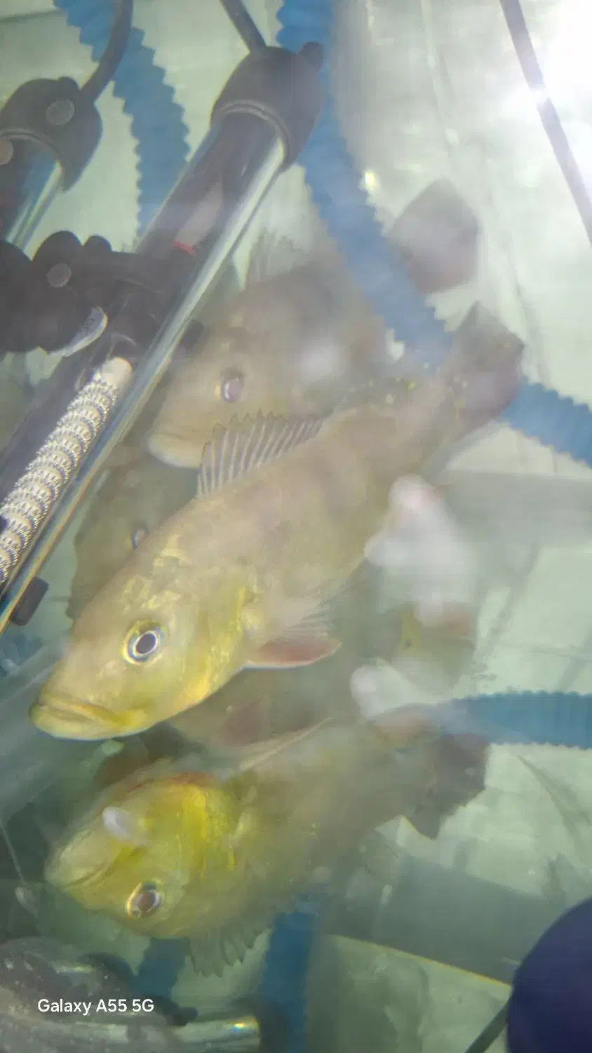 آکواریوم|ماهی|مشهد, امیر المومنین|دیوار