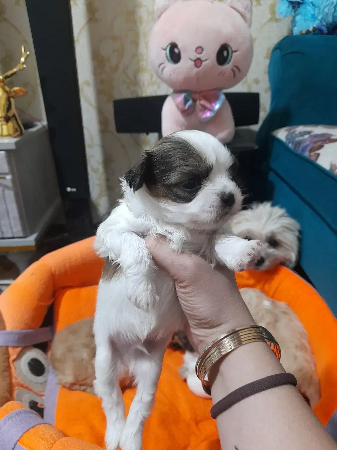 واگذاری توله شیتزو|سگ|تبریز, |دیوار