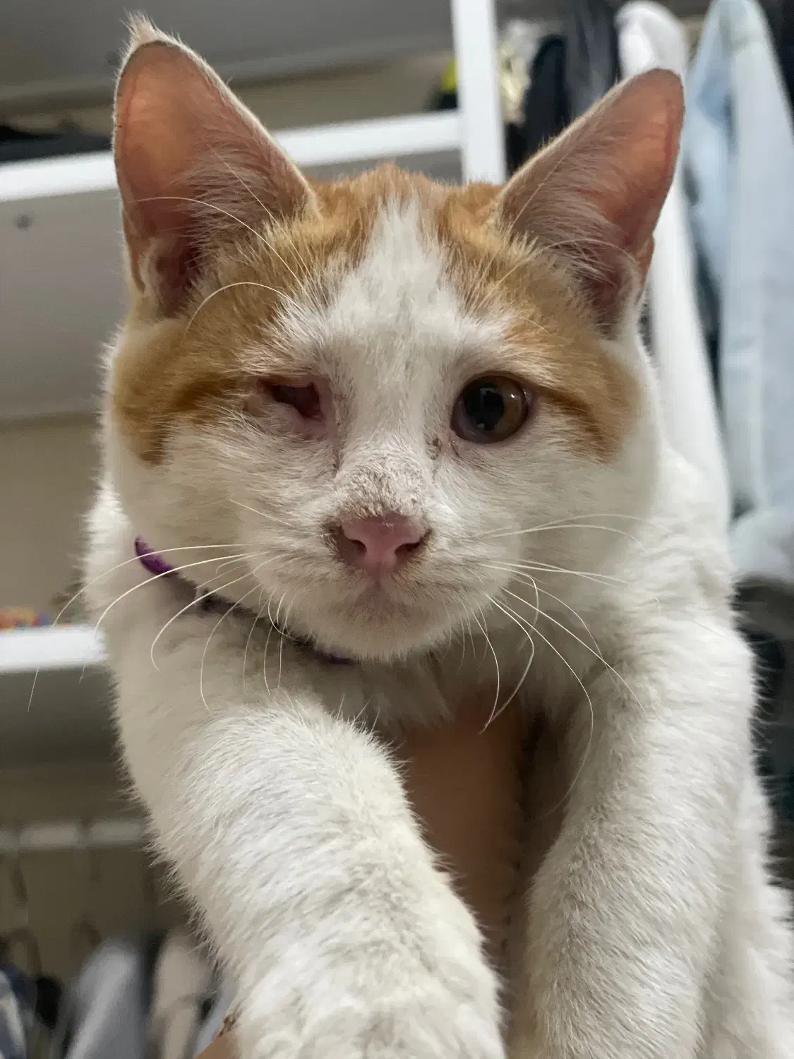 واگذاری رایگان|گربه|تهران, فلسطین (میدان انقلاب)|دیوار