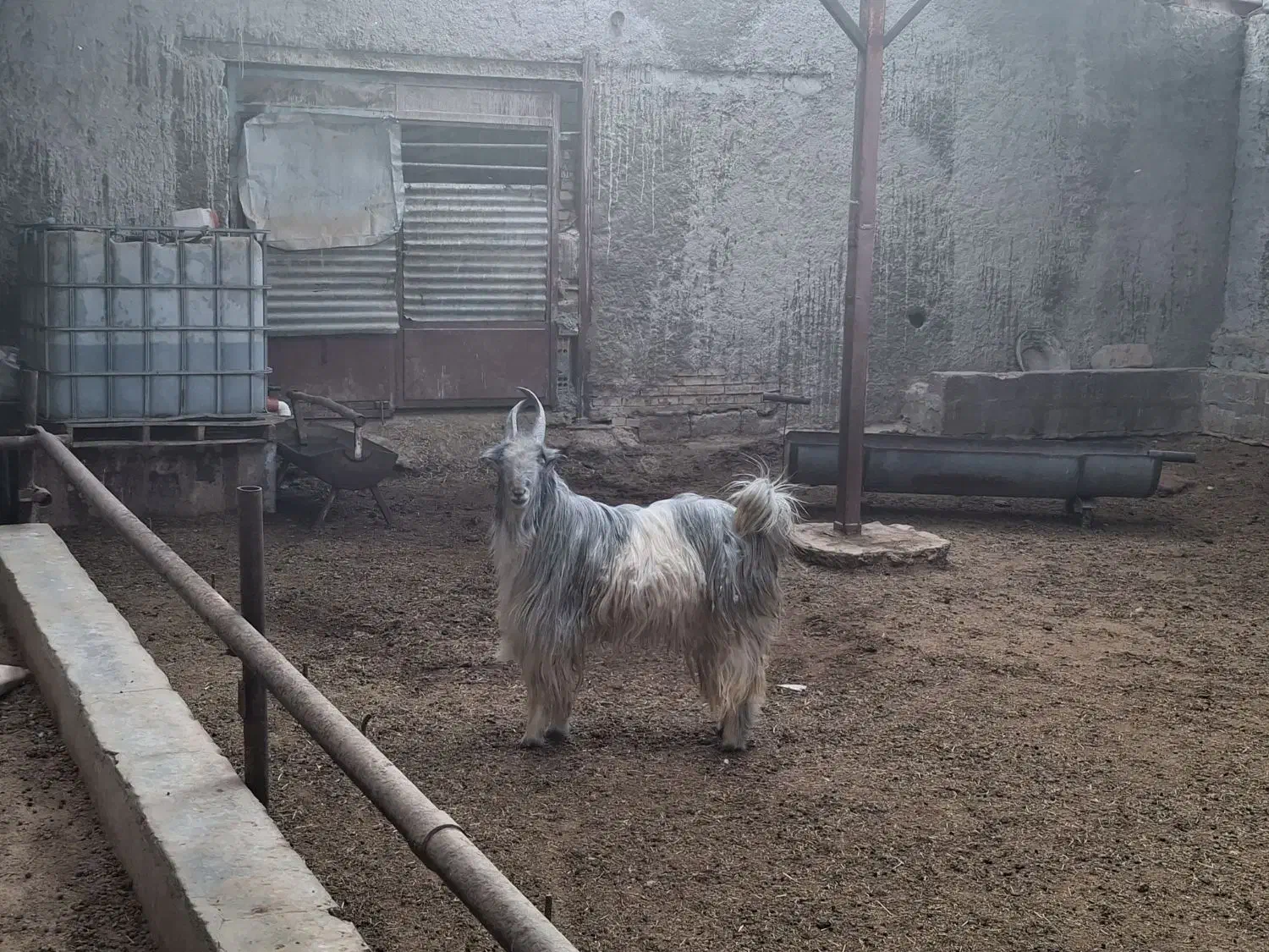 چپش دوبور بز بزغاله|حیوانات مزرعه|شهرضا, |دیوار