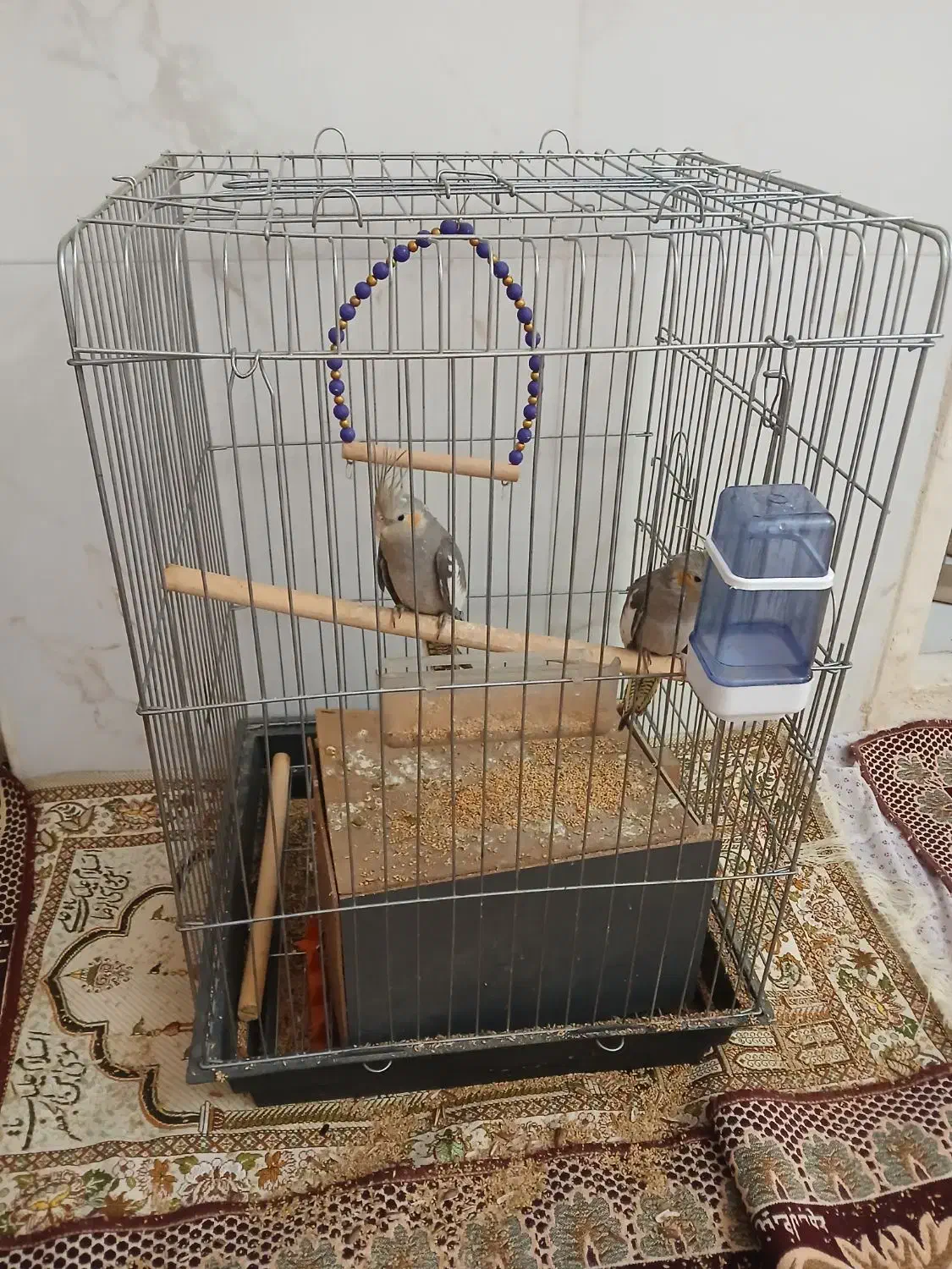 عروس هلندی دو عدد نر و ماده ۵۰ روزه میباشد|پرنده|تهران, دستغیب|دیوار