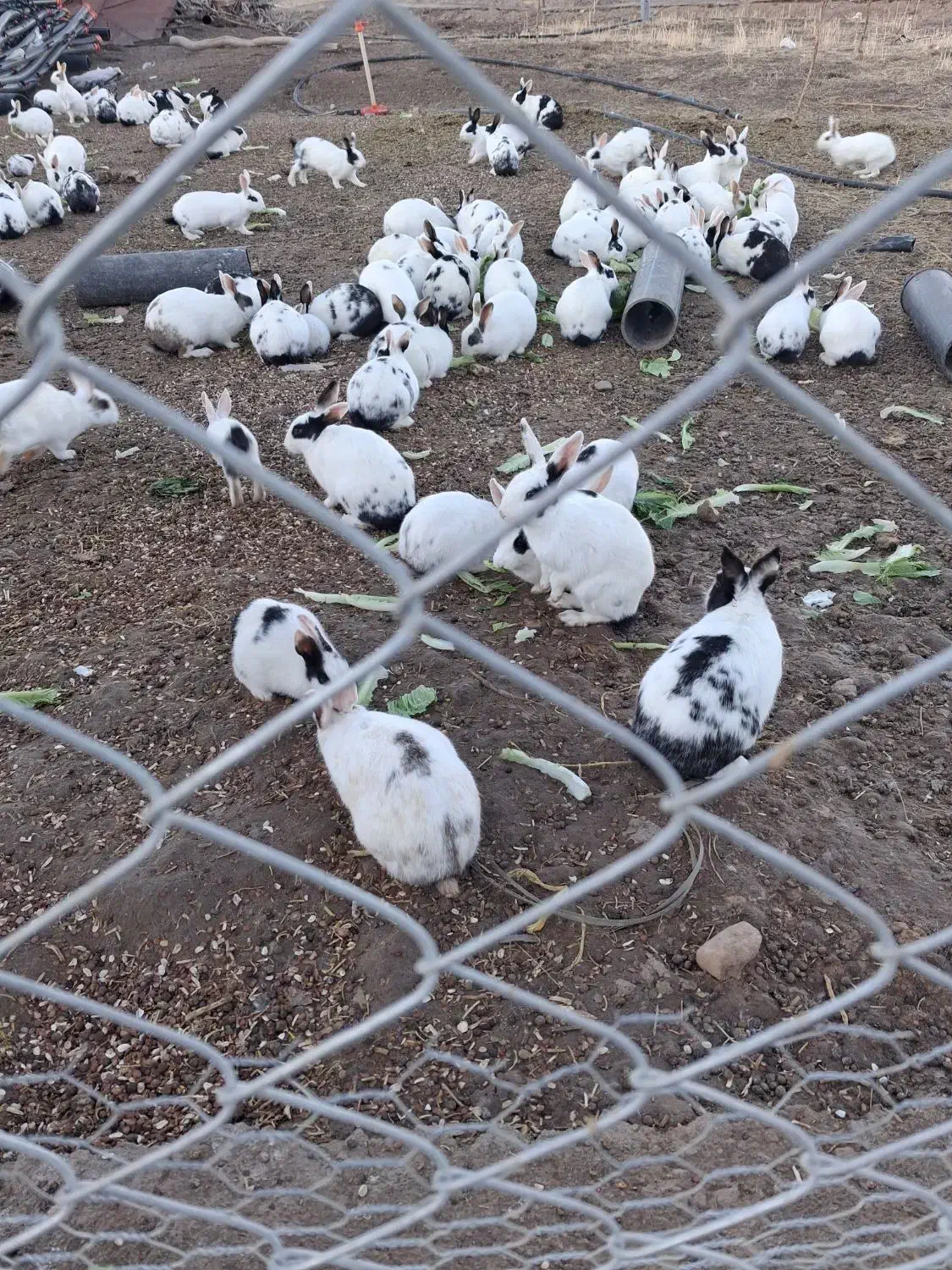 خرگوش|موش و خرگوش|سلطانیه, |دیوار