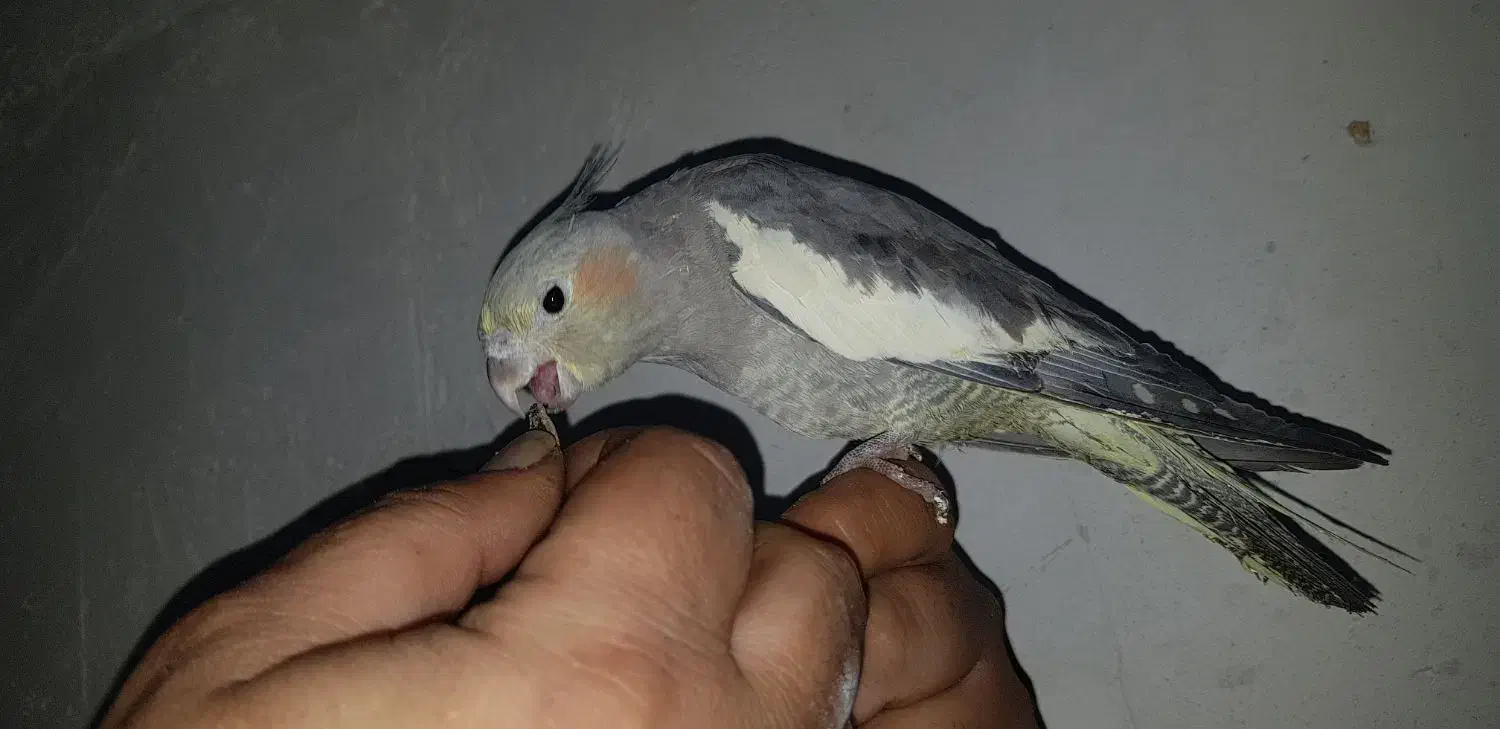 عروس هلندی رام|پرنده|شیراز, کفترک|دیوار