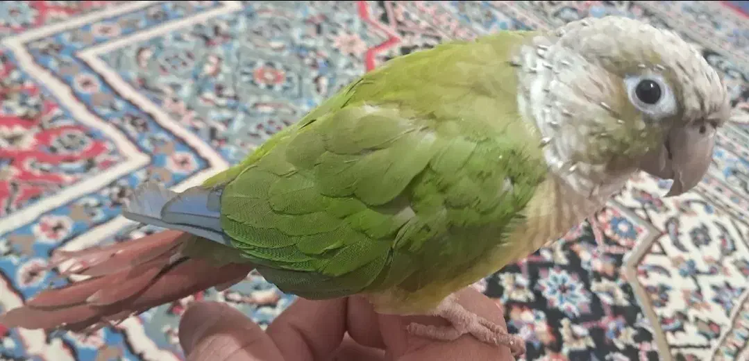 طوطی گرینچیک رام|پرنده|ماهان, |دیوار