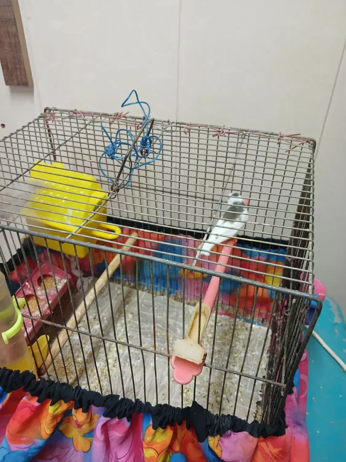 جفت فنچ هماده|پرنده|تربت‌حیدریه, شهید قرنی|دیوار