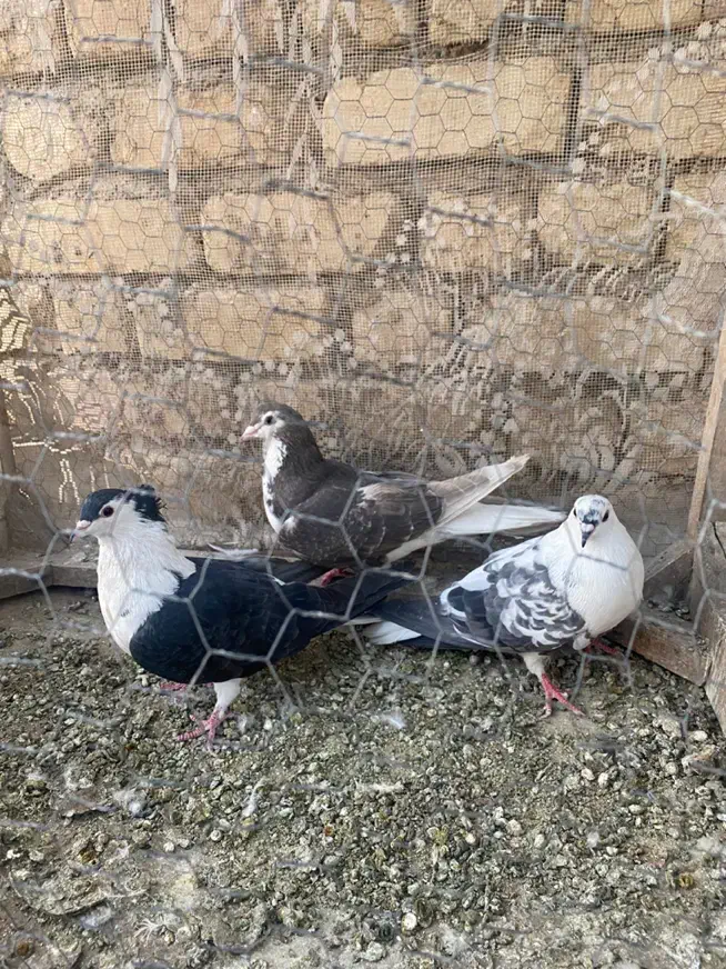 دمگیر دولا و دوبحر|پرنده|برخوار, |دیوار