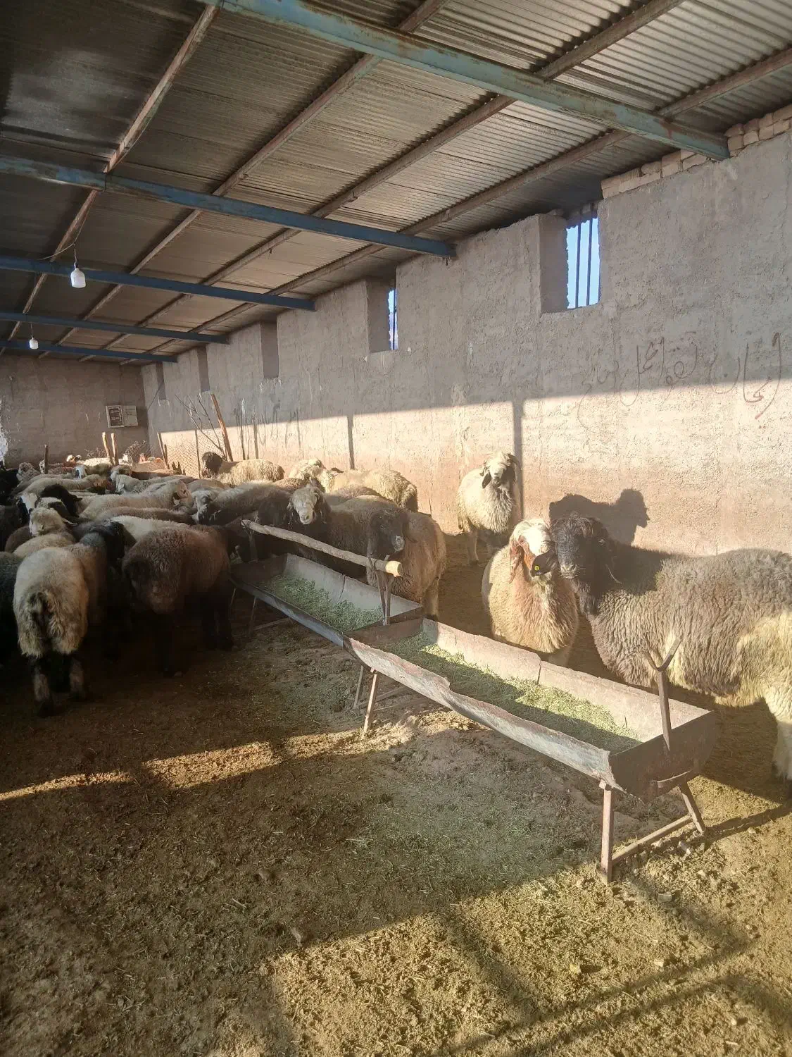 بره نر|حیوانات مزرعه|مرودشت, فرهنگ|دیوار