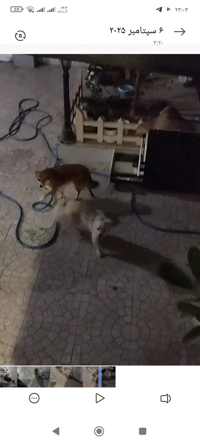 سگ گمشده|حیوانات|بندر کنگان, |دیوار