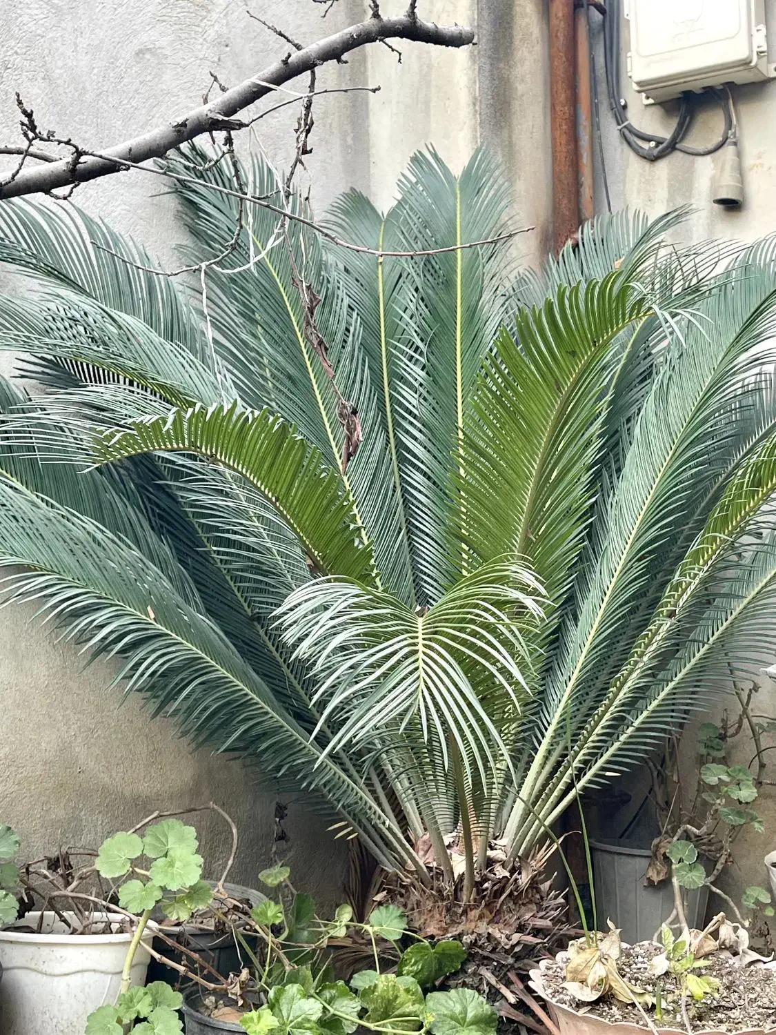 گل سیکاس بزرگ و متوسط وکوچک|گل و گیاه طبیعی|ساری, |دیوار