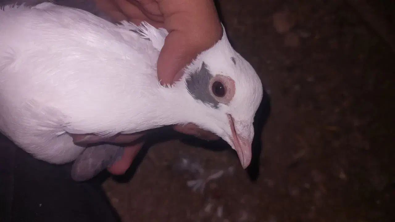 پرنده|پرنده|سرداران, |دیوار