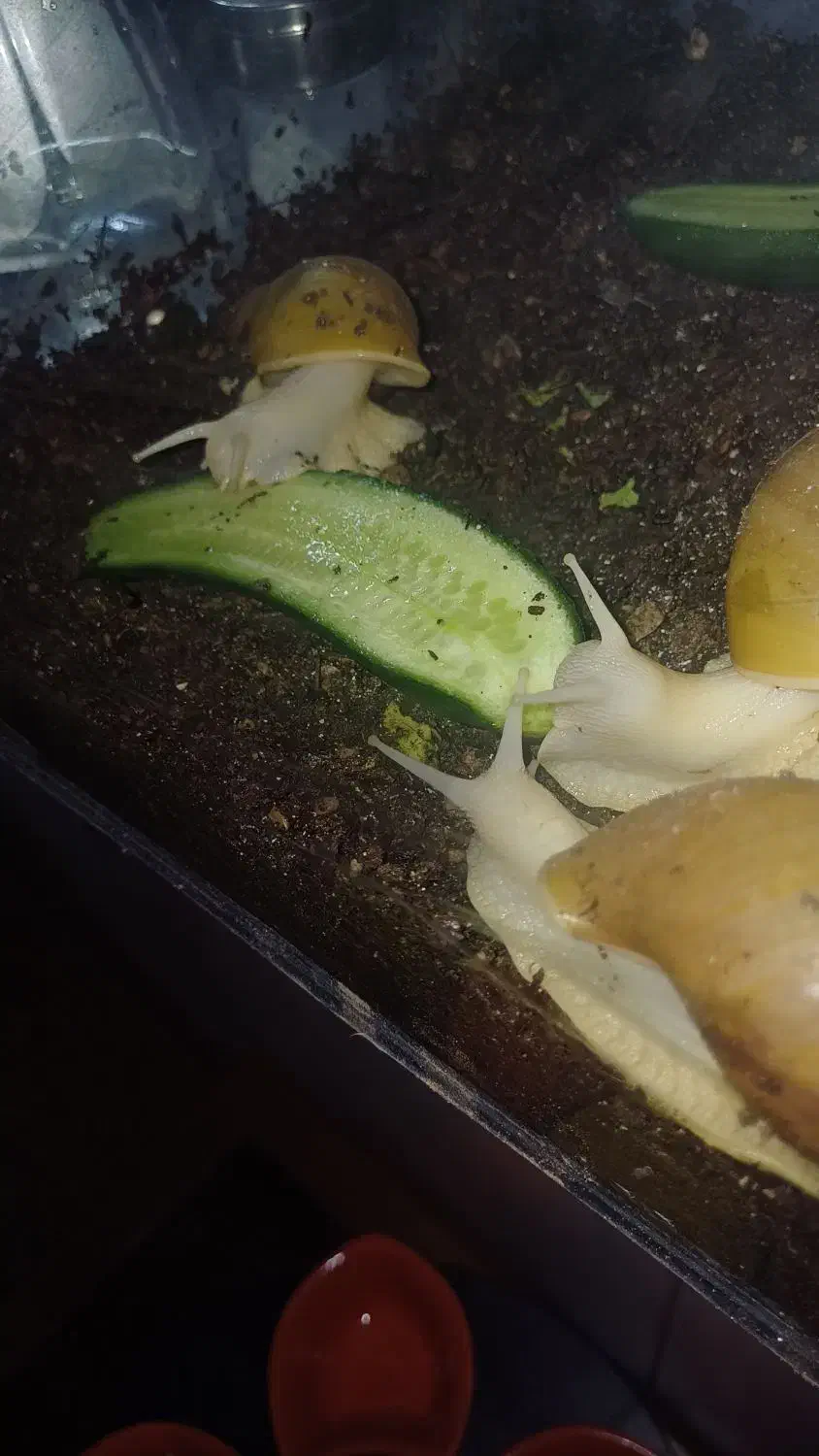 حلزون|خزنده|بندرعباس, |دیوار