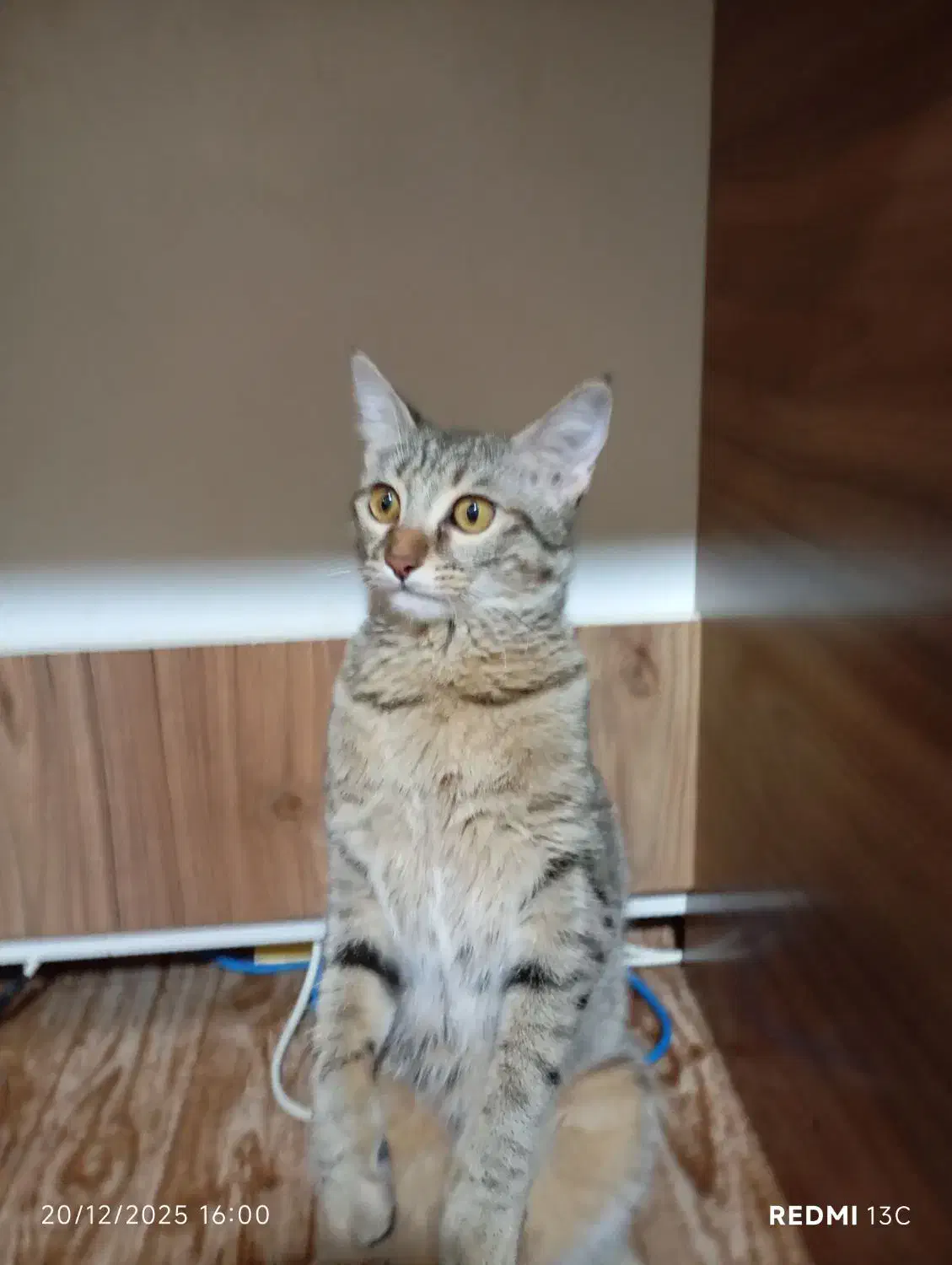 گربه گمشده|حیوانات|گنبد کاووس, |دیوار