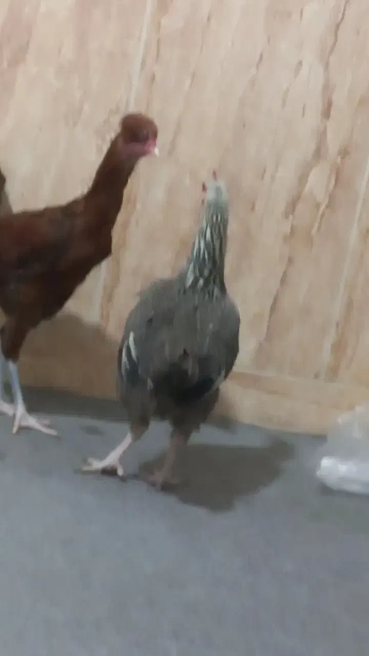 مرغ و خروس|حیوانات مزرعه|انبارآلوم, |دیوار