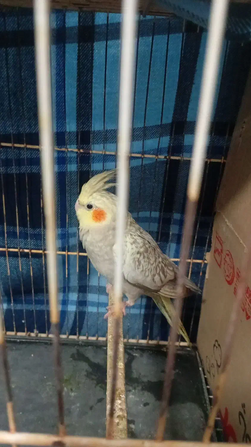 جوجه عروس هلندی|پرنده|مهران (ایلام), |دیوار