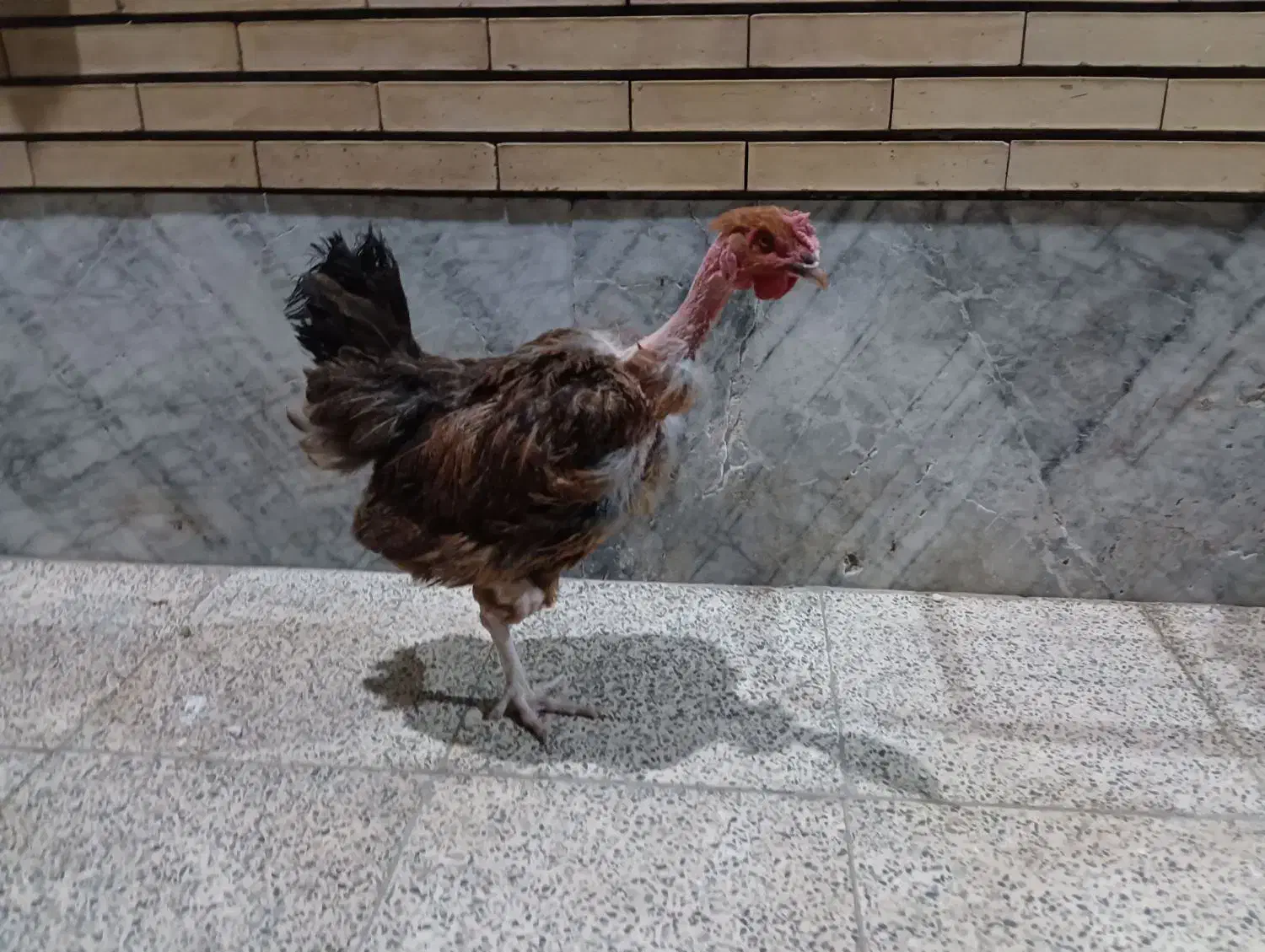 مرغ و خروس|پرنده|رفسنجان, |دیوار