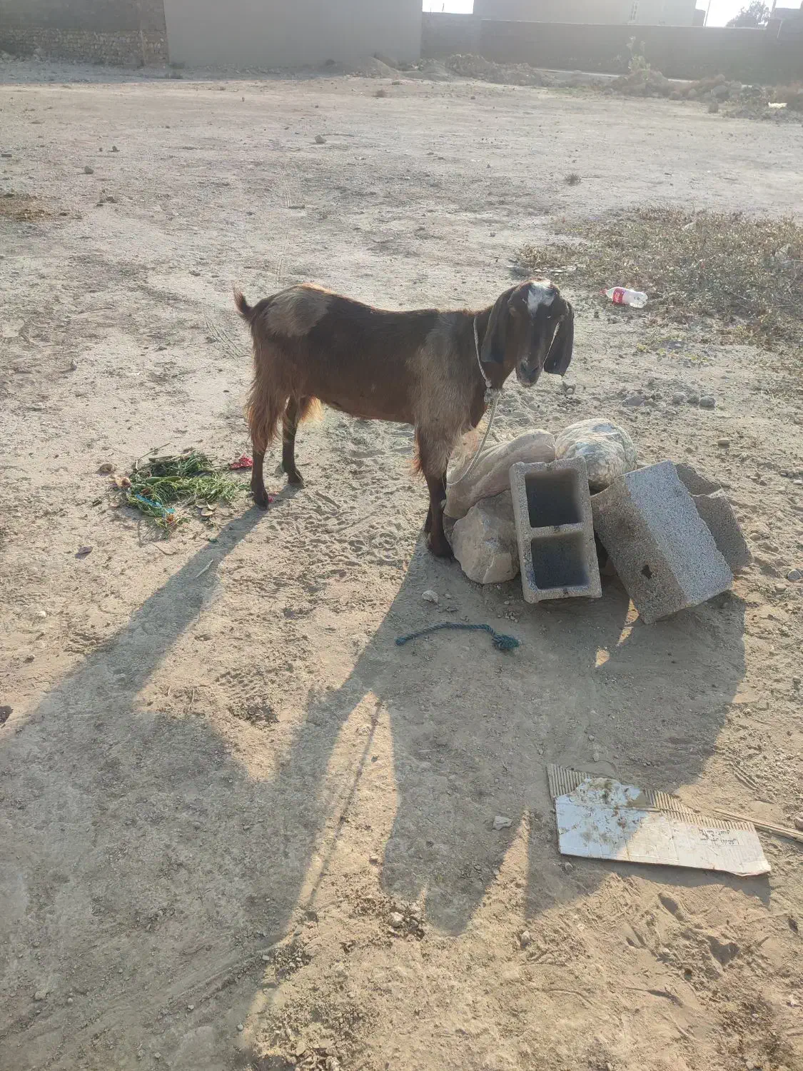 فروش بز|حیوانات مزرعه|دلوار, |دیوار