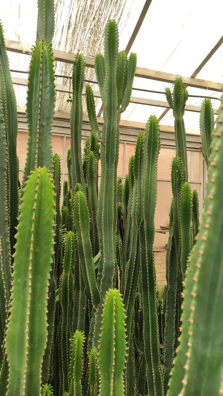 اجاره گلخانه و فروش یکجای گیاهان|اجارهٔ دفتر صنعتی، کشاورزی، تجاری|کرج, نوروزآباد|دیوار