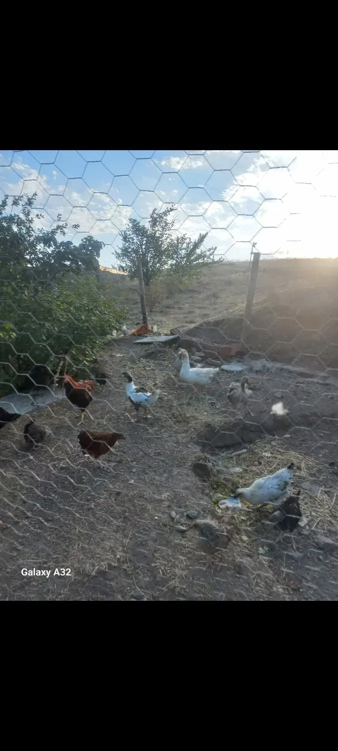 جوجه مرغ خروس|حیوانات مزرعه|آستارا, |دیوار