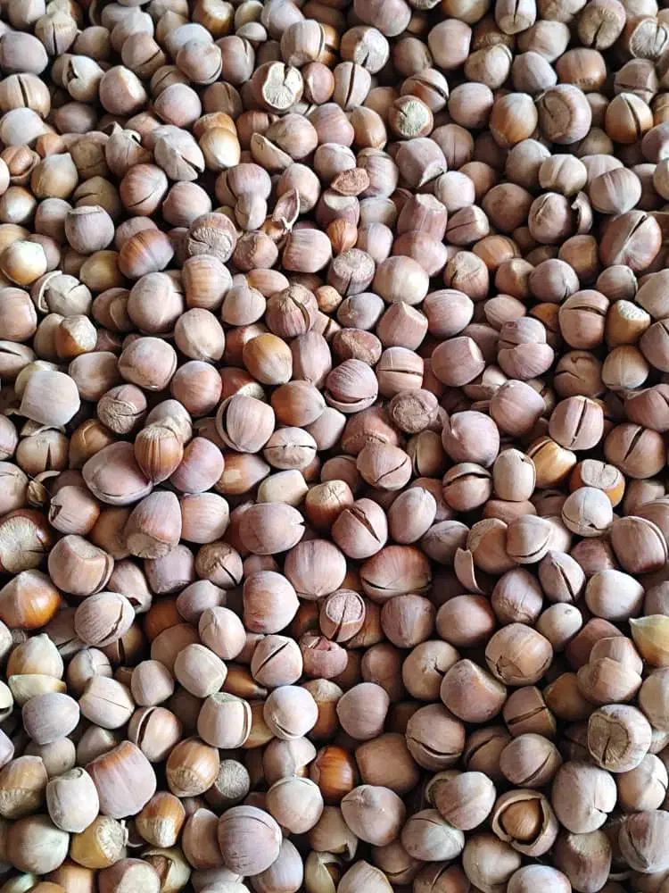 فندق.بادام.کشمش|خوردنی و آشامیدنی|گرگان, |دیوار