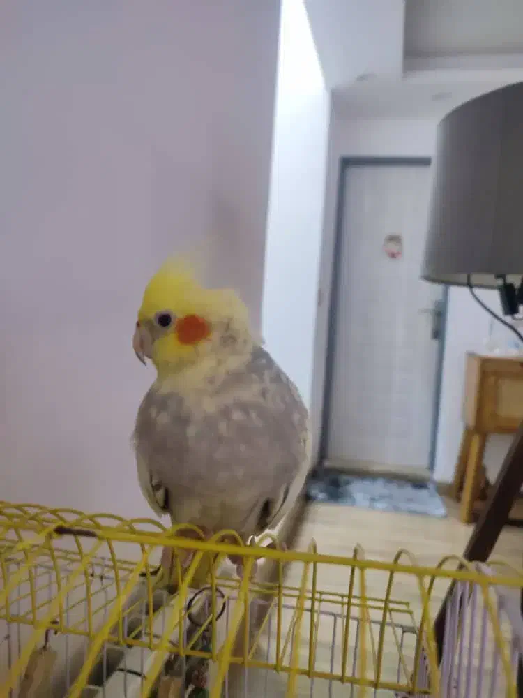 عروس هلندی نر و ماده سخنگو تخم گذار|پرنده|چالوس, |دیوار