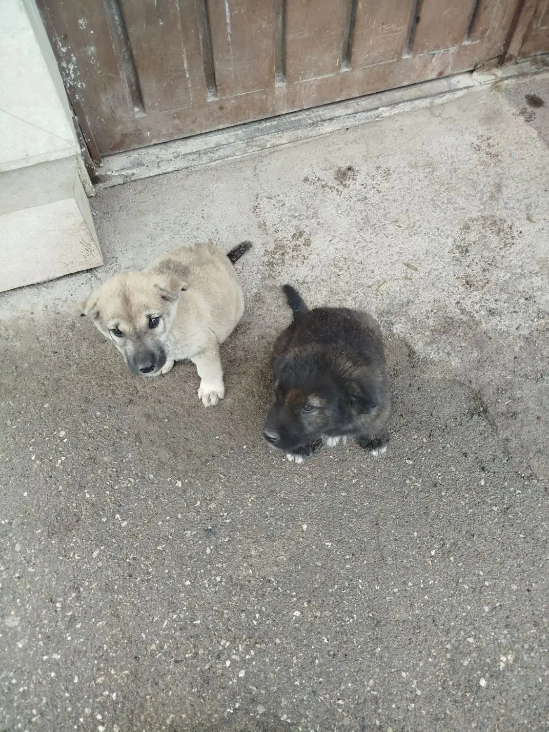 سگ سرابی|سگ|قزوین, |دیوار