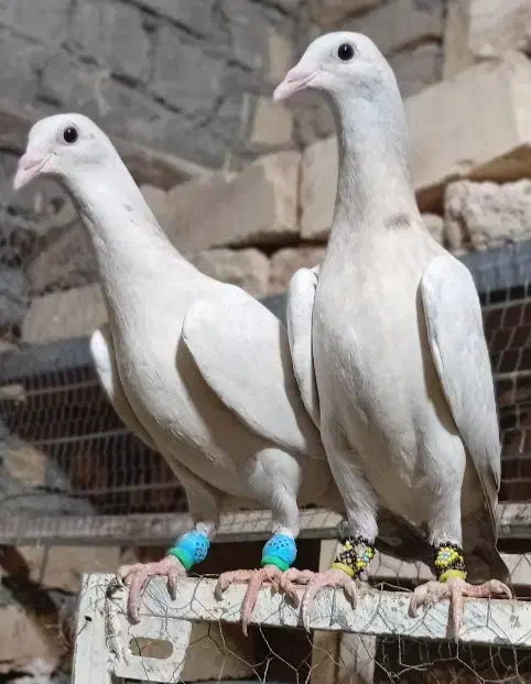 کفتر|پرنده|قم, یزدان‌شهر|دیوار