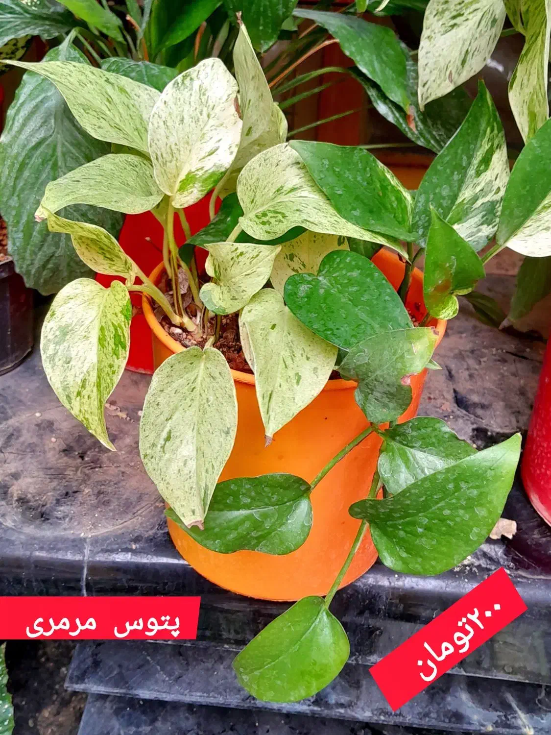 گلهای با کیفیت|گل و گیاه طبیعی|کرمانشاه, |دیوار