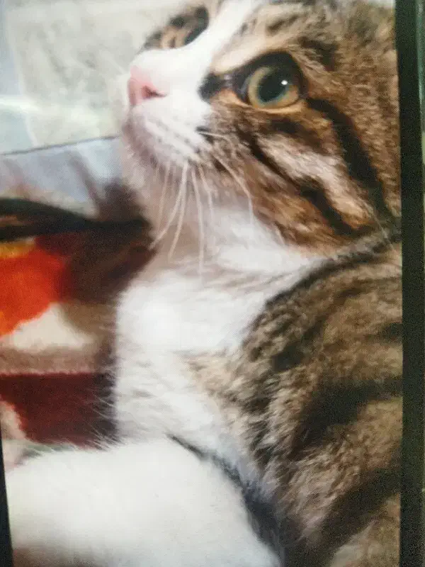 گومشده|گربه|فلاورجان, |دیوار