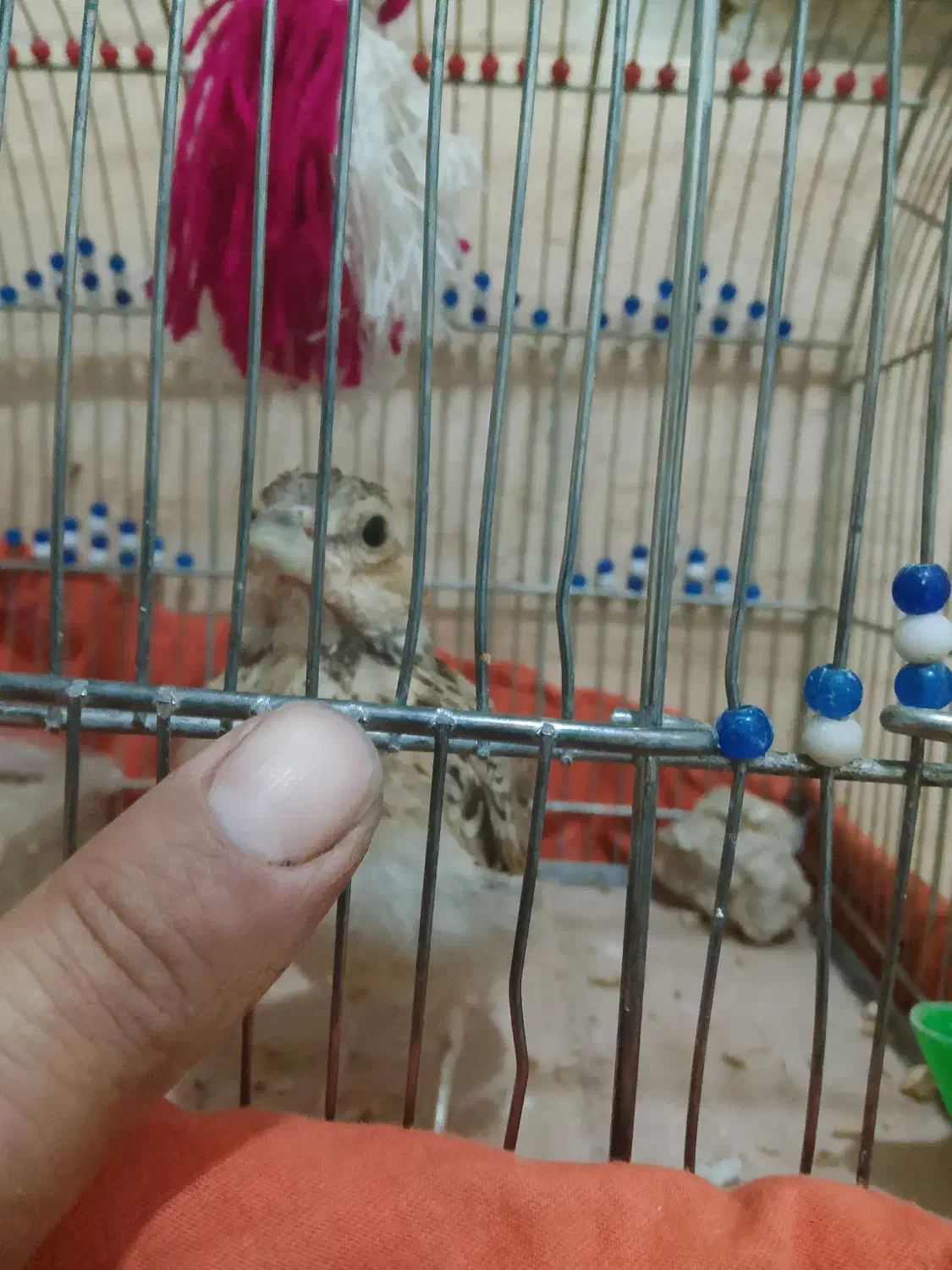 جوجه سهره خاکی رام رام درشت بشرط ریژخون|پرنده|اسلامشهر, مسکن مهر اسلاشهر (شهرک امام خمینی)|دیوار