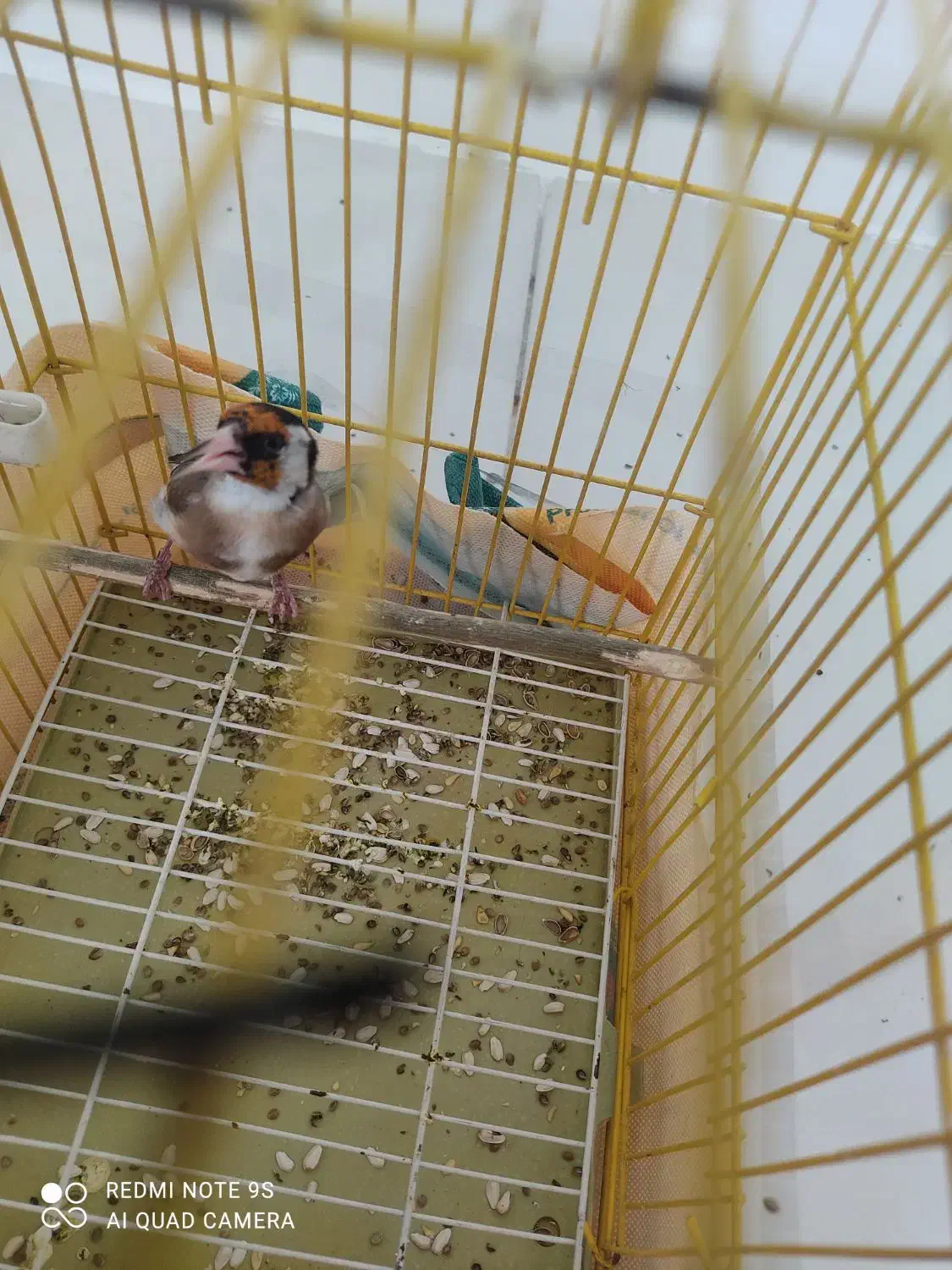 سهره نر|پرنده|همدان, |دیوار