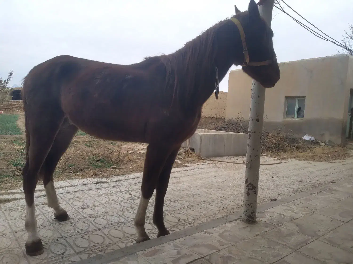 کره نریان۳قلم سفیدچهارنشانکره طغیان فروش بصورت چکی|اسب و تجهیزات اسبسواری|گلپایگان, |دیوار