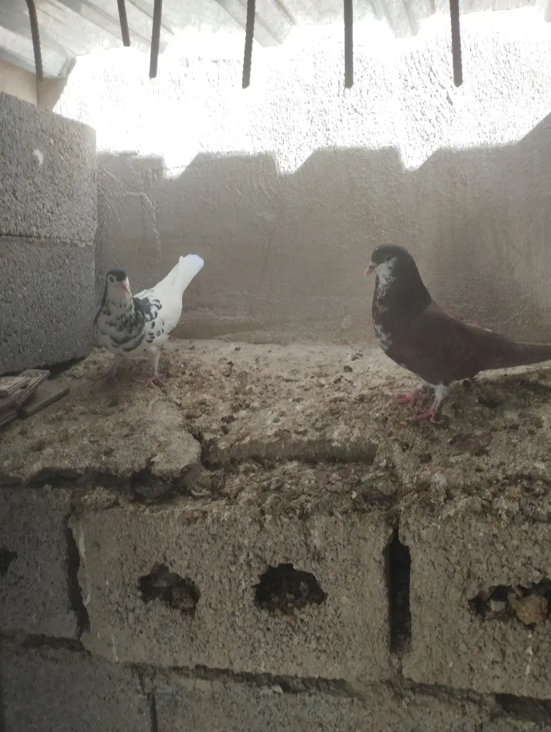 کبوتر شهری و زاغ|پرنده|جم, |دیوار