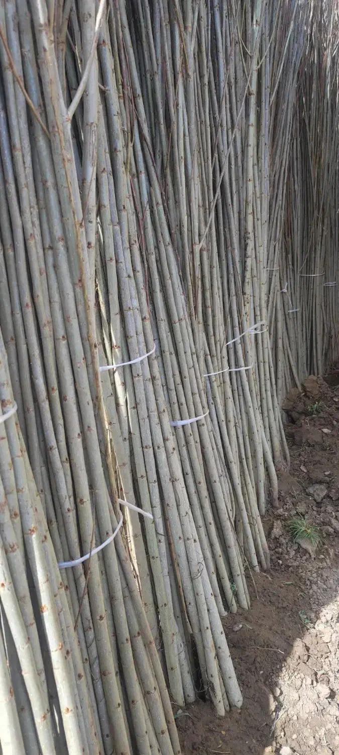 صنوبر سالم و راست قد|خدمات باغبانی و درختکاری|زیرآب, |دیوار