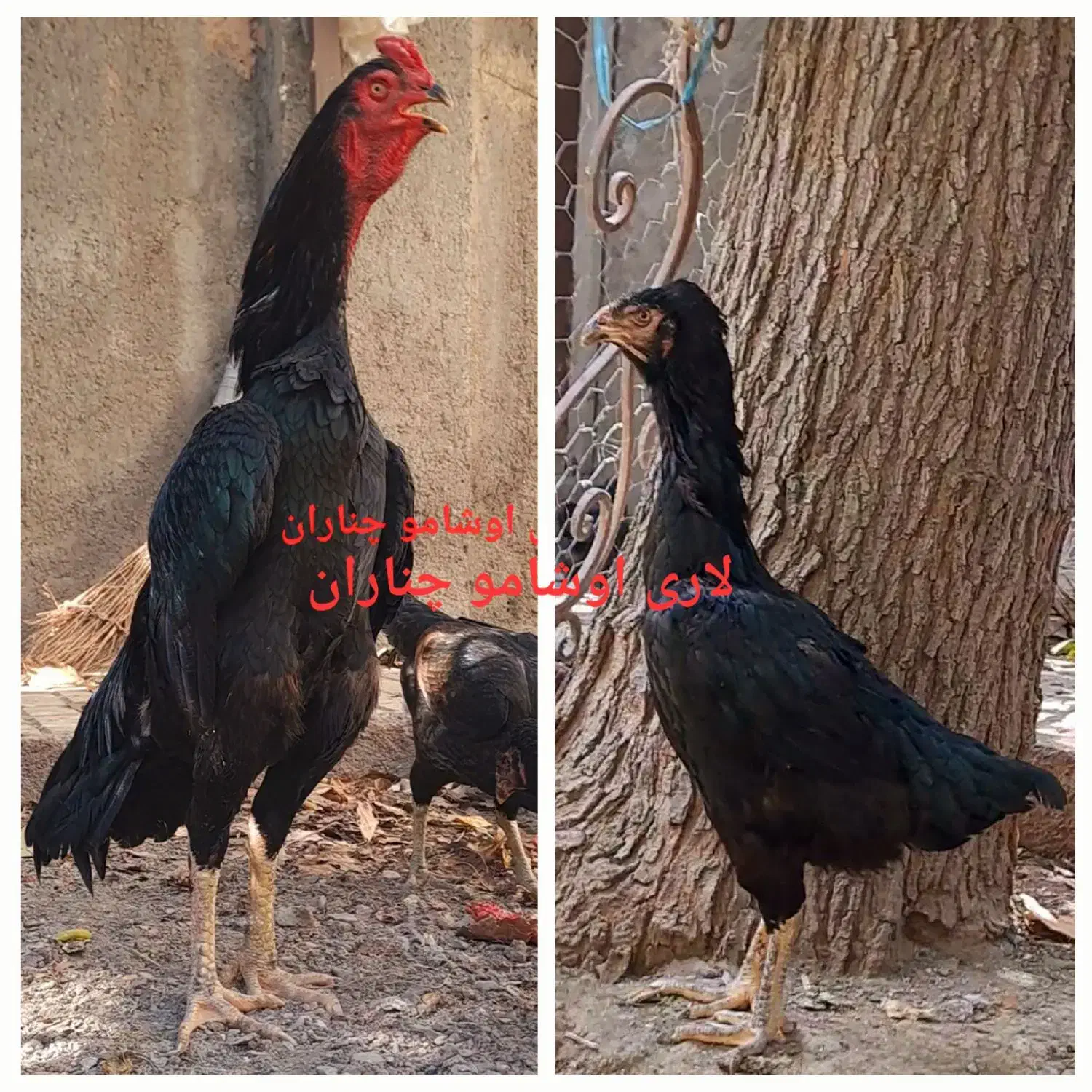 تخم مرغ نطفه دار  خروس اشامو و مرغ لاری|حیوانات مزرعه|چناران, |دیوار