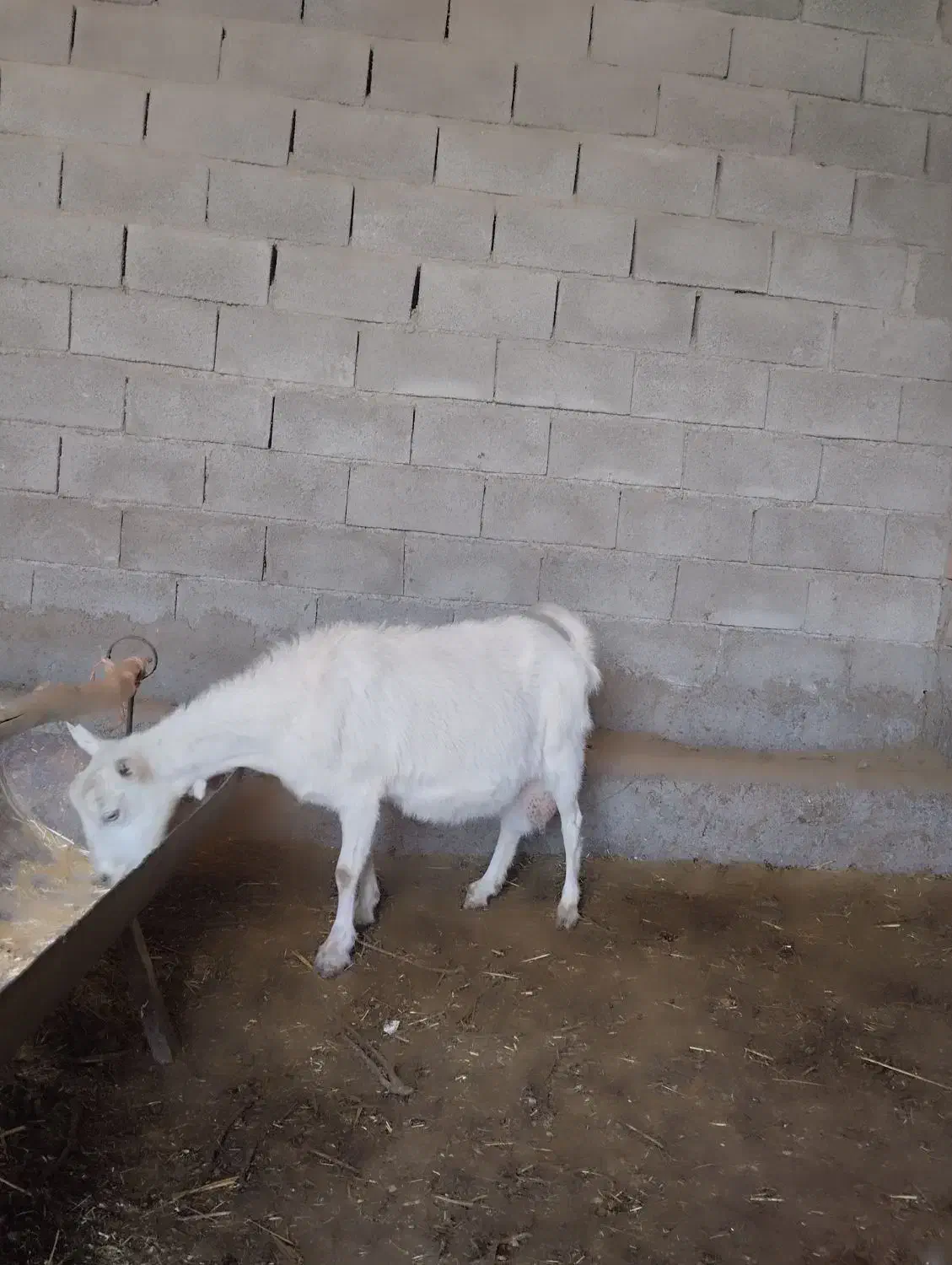 بزسانن|حیوانات مزرعه|نیشابور, فردوسی جنوبی|دیوار