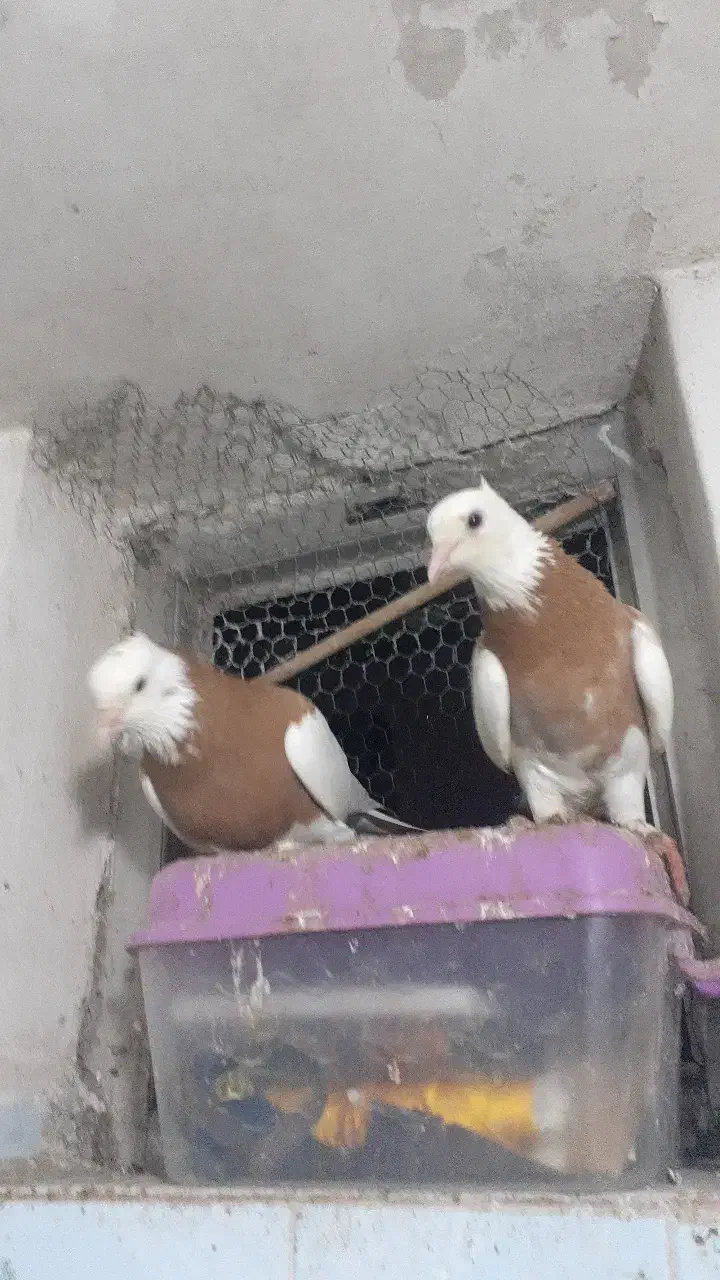 طوقی ۶ دانگ|پرنده|چالوس, |دیوار