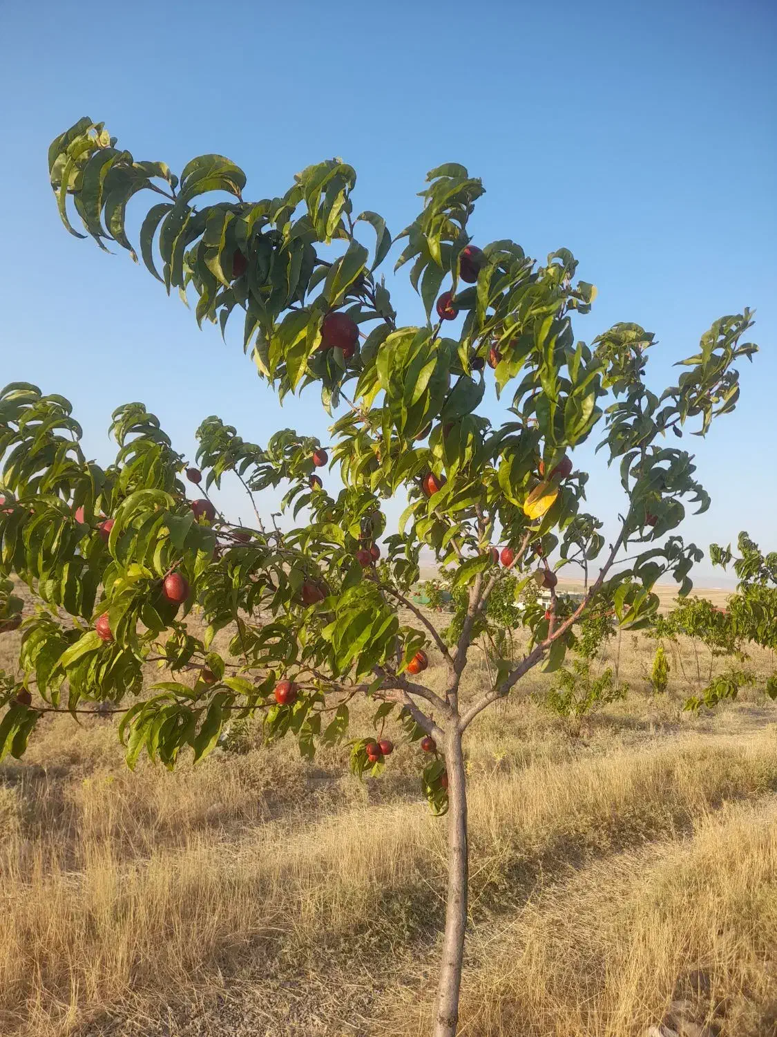 فروش زمین به متراژ ۴۰۰۰ متر مربع|فروش زمین و ملک کلنگی|ارشق, |دیوار