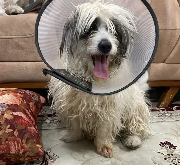 یک سگ پیدا شده|سگ|شیراز, درکی|دیوار