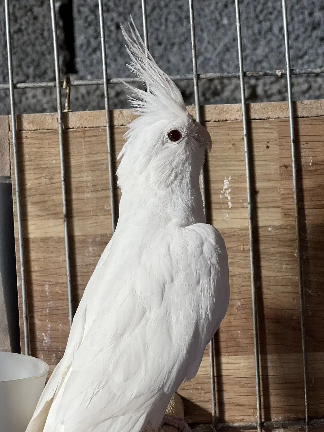 عروس هلندی|پرنده|سرپل ذهاب, |دیوار