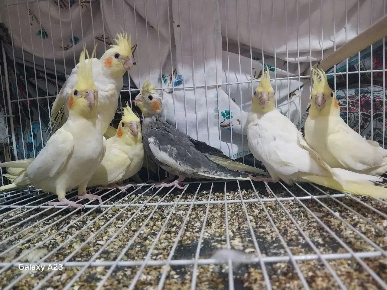 عروس هلندی|پرنده|زبرخان, |دیوار