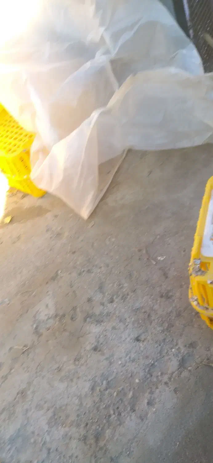 سبد مرغ|لوازم جانبی حیوانات|میاندوآب, |دیوار