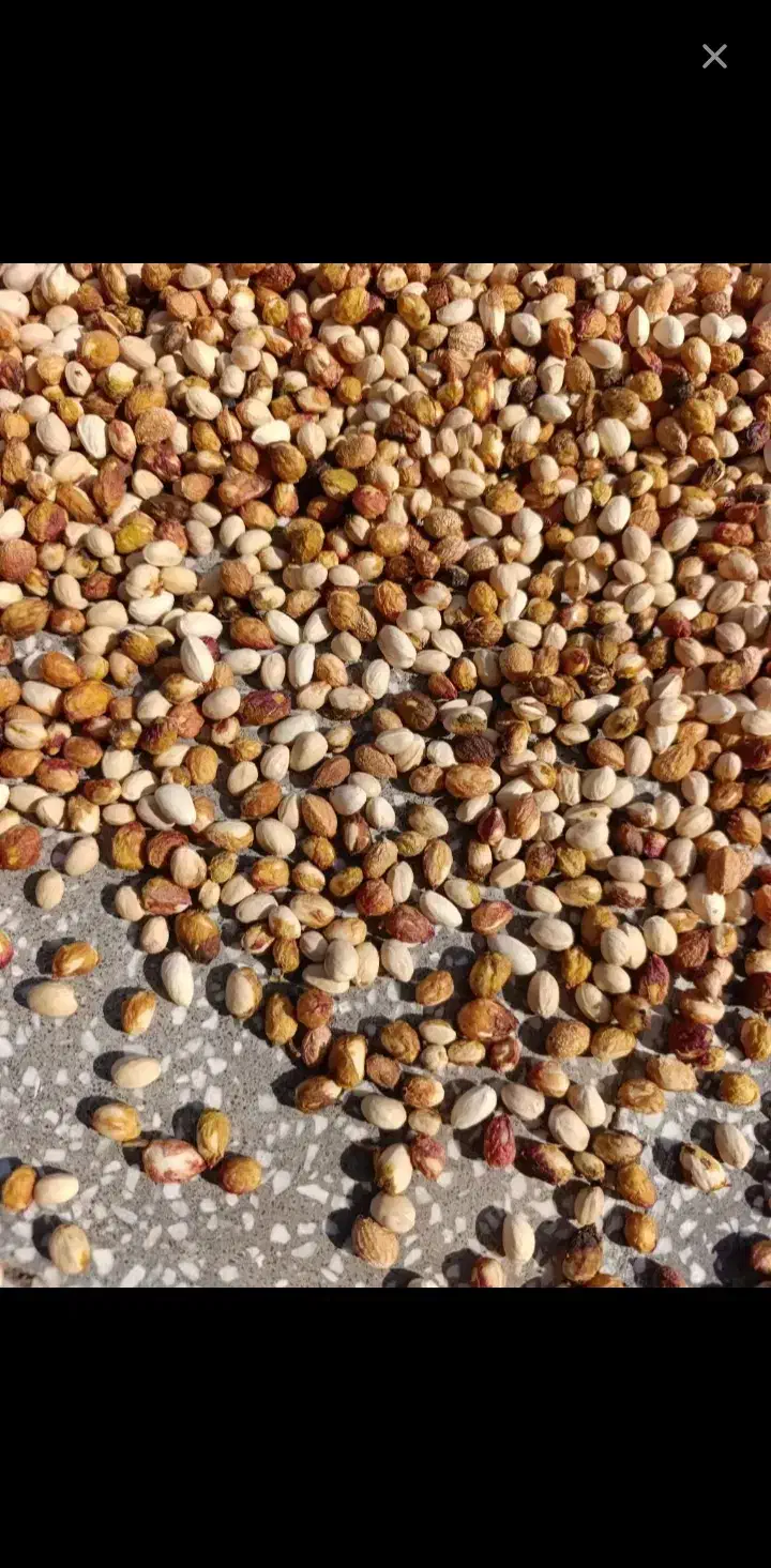 پسته پوک روابی خریدنقدی|خدمات باغبانی و درختکاری|رفسنجان, |دیوار