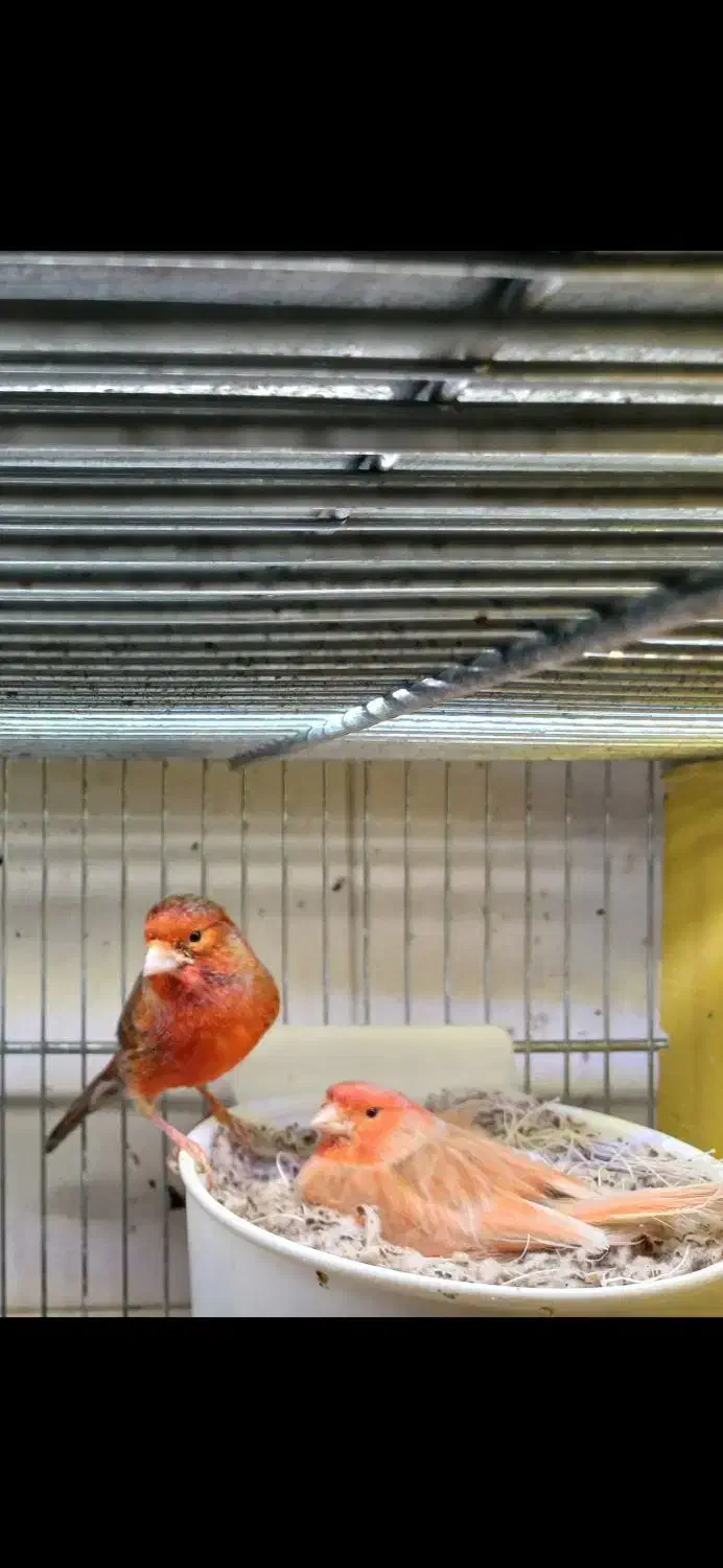 قناری آماده به کار|پرنده|شهریار, شهرک وائین|دیوار