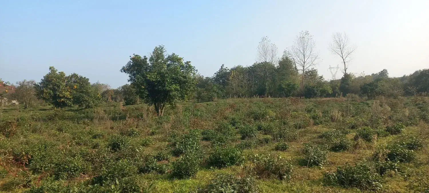 زمین ۶هزارمتری|فروش زمین و ملک کلنگی|چابکسر, |دیوار