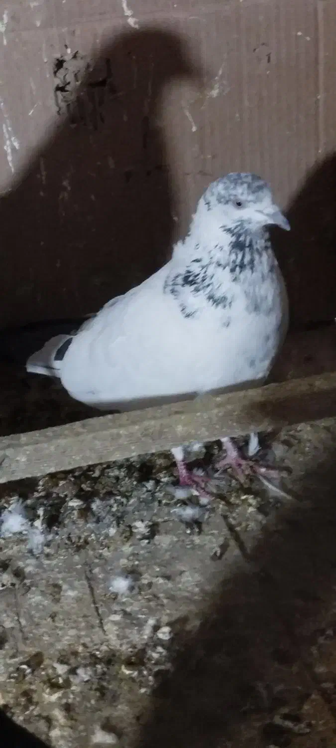 کبوتر غریب|حیوانات|خمام, |دیوار