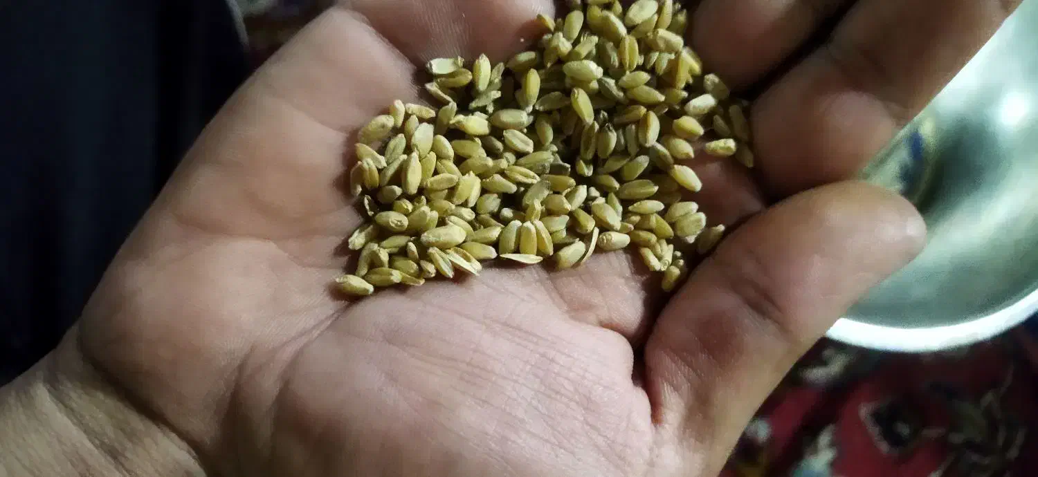 گندوم|حیوانات مزرعه|باوی, |دیوار