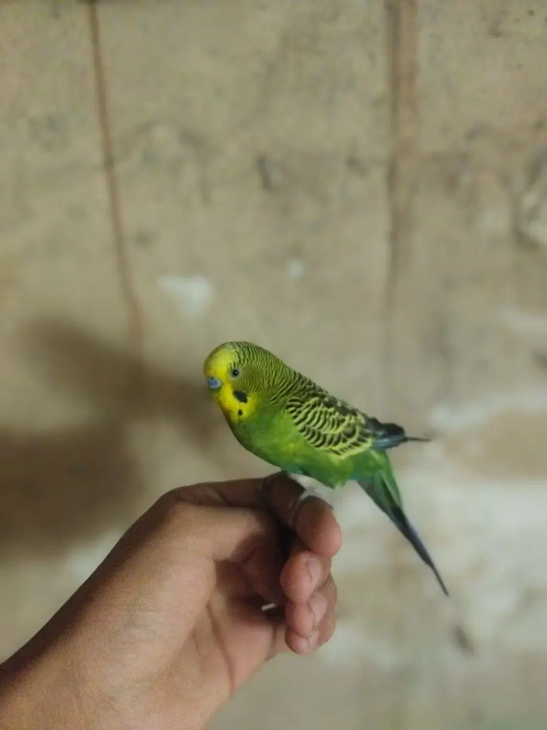 مرغ عشق|پرنده|تبریز, |دیوار